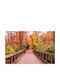 Αυτοκόλλητη Φωτοταπετσαρία Τοίχου Bridge In Autumn Forest 250x200cm Πλενόμενη