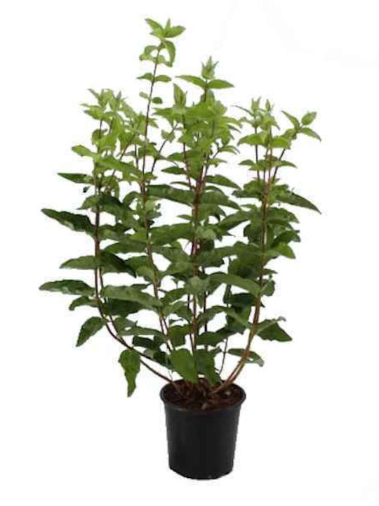 Deutzia 10lt