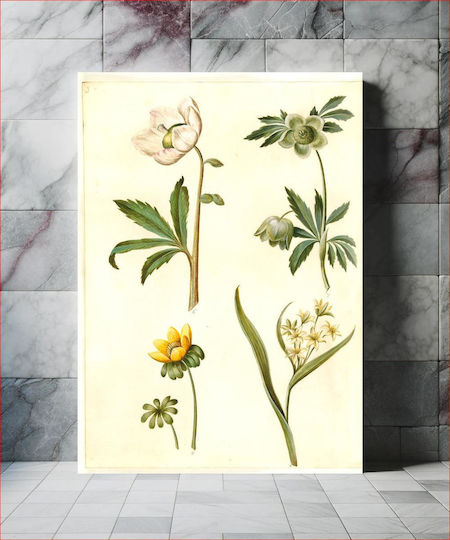 Helleborus Niger (common Christmas Rose);eranthis Hyemalis (garden-erantis);gagea Lutea (common Golden Star) By Maria Sibylla Merian Πίνακας σε Καμβά 100x150cm