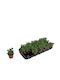 Green Leaf Crassula