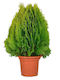 Thuja 4lt Height 80cm