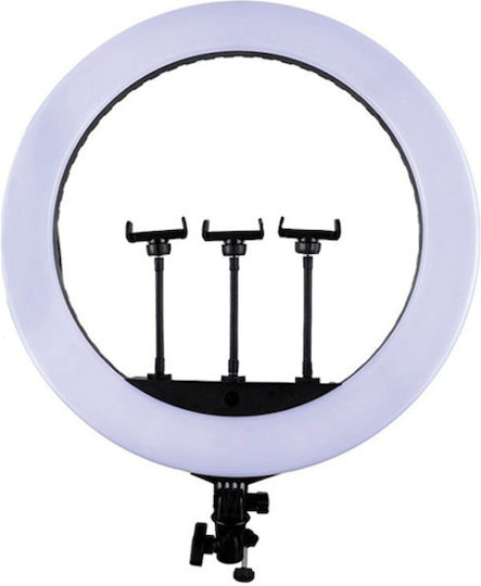 Ring Light 34cm with Mobile Phone Holder