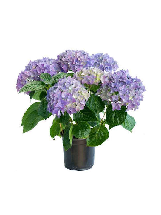 Hortensia 15lt