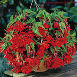 Bulb Begonia