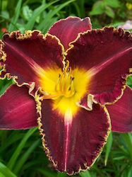 Daylilies Bulb