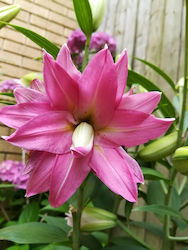 Double Surprise Bulb Lilium