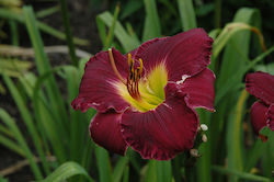 Bela Lugosi Daylilies Bulb