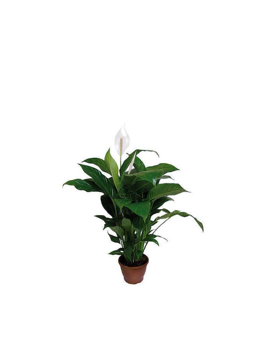Peace Lily Indoor 3lt