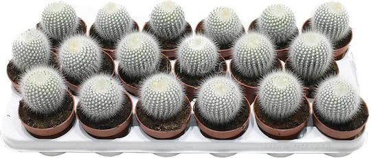Notocactus Scopa 8.5cm Notocactus Scopa 8.5cm