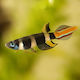 Aquariumfisch