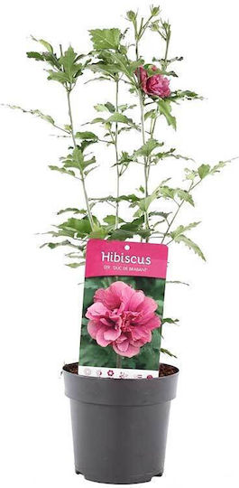 Hibiscus 'duc De Brabant' 13cm