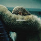 Beyonce - Lemonade -hq/coloured- 2xLP