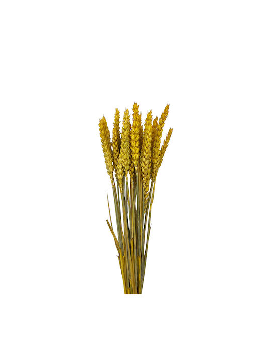 Dried Plant Yellow 20pcs