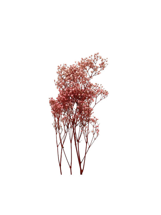 Dried Plant Pink 1pcs