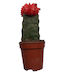 Πουλημένος Gymnocalycium Grafted Ύψους 13εκ.
