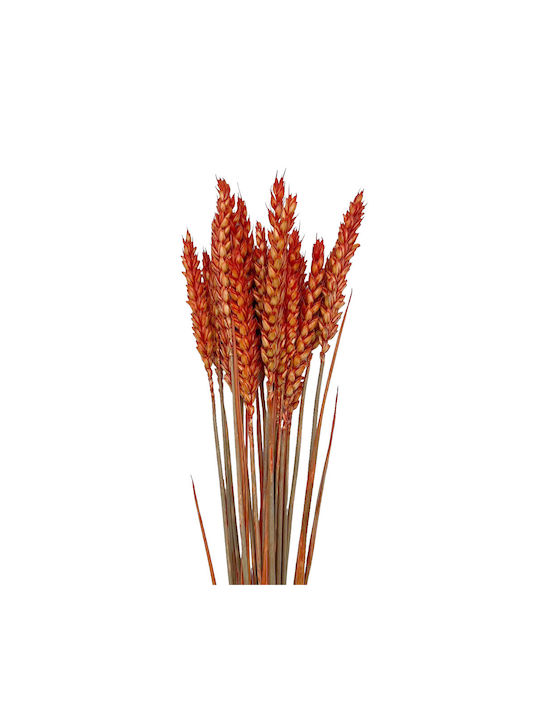 Dried Plant Orange 20pcs