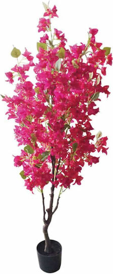 Bougainvillea In Fuchsia Pot Marhome