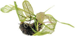 Aquaflora Aponogeton Live Aquarium Plant