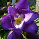 Gemma Bulb Freesia Single Purple