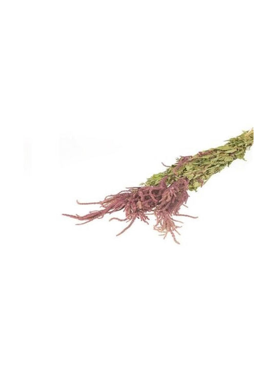 Amaranth Apox. Rosa H60cm