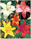 Gemma Zwiebel Lilium Asiatisches Weiß