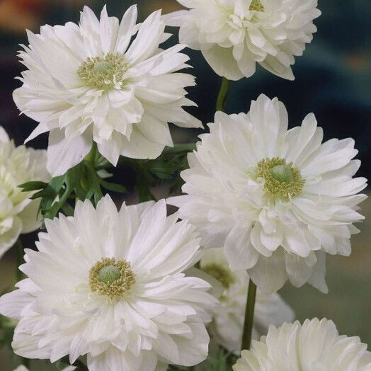 Primasem Bulb Anemone Late