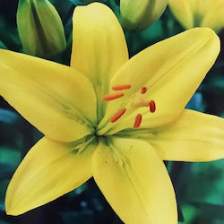 Primasem Bulb Lilium Yellow