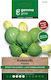 Gemma Samen Kürbisς Zucchini Grün