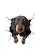 Autocolant decorativ Dachshund pentru casă sau mașină, autocolant premium, 30 X 30 Cm, oferte originale
