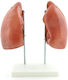 Heine Scientific Educational Model