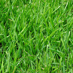 Primasem Seeds Scutch Grass 1.0kg