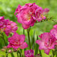 Primasem Bulb Freesia Double Purple