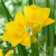 Gemma Bulb Freesia Single Yellow
