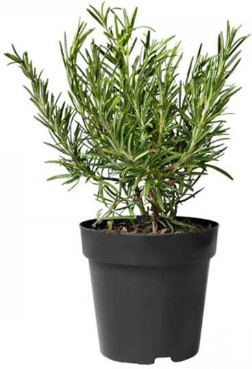 Rosemary Plant Rosemary Plant