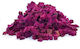 Dehydrated Beetroot Slices Hungary 500 Gr