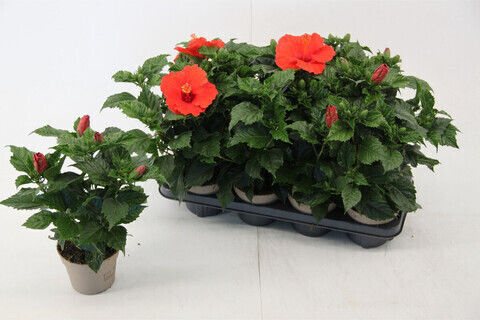 Sinensis Height 40cm Sinensis Height 40cm