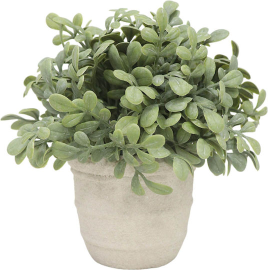 Buxus В Саксия Ankor
