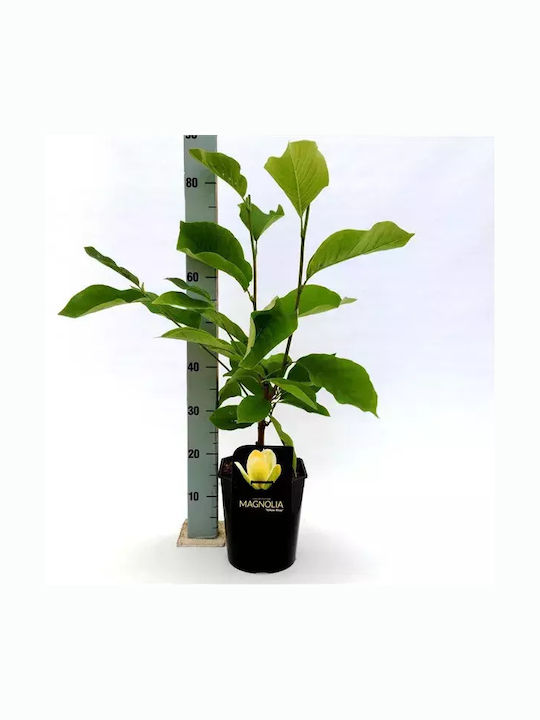 Magnolia 3lt Height 60cm