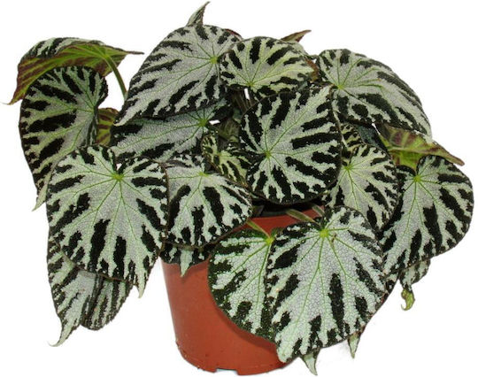 Begonia Înălțime 30buc