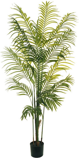 Палмово Дърво На Открито Evergreens