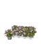 Pelargonium Belladonna 'lexi' 12cm