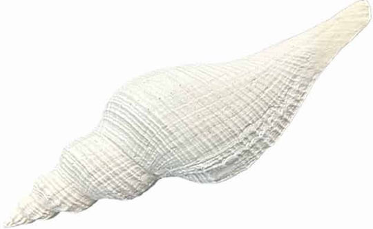 Art et Lumiere Decorative Seashell made of Stone 23x8x7cm 1pcs