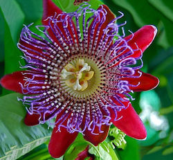 Ρολογιά Κόκκινη Passiflora 10+ Σπόροι