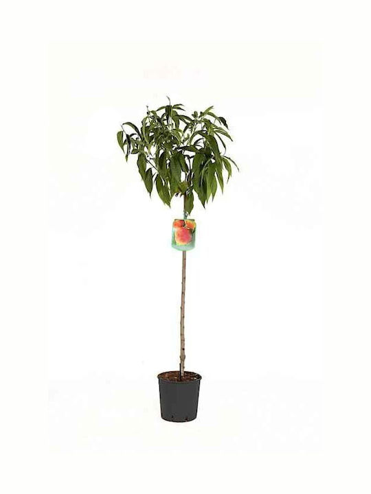 Oem Nectarine Tree Prunus Persica Nectarina 12 Lt 8-10