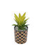 Aloe In Topfpflanze Schwarz 16cm Uncle George