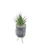 Alocasia In Topfpflanze Grau 25cm Uncle George