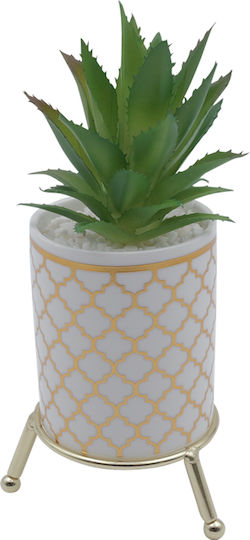 Aloe in Topfpflanze Weiß 21cm Uncle George