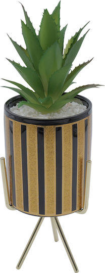 Aloe In Topfpflanze Braune 24cm Uncle George
