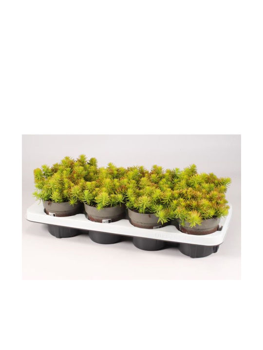 Sedum Reflexum Angelina Sedum Reflexum Angelina