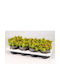 Sedum Reflexum Angelina